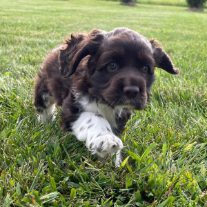 Cocker Spaniel Puppy Mickey