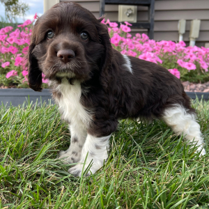 Cocker Spaniel Puppy Mickey
