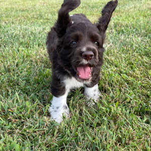 Cocker Spaniel Puppy Mickey
