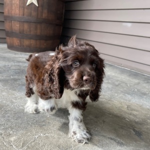 Cocker Spaniel Puppy Mickey