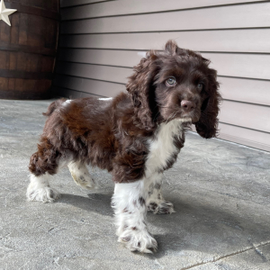 Cocker Spaniel Puppy Mickey