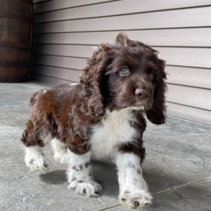 Cocker Spaniel Puppy Mickey