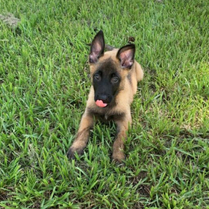 Belgian Malinois Puppy Anne