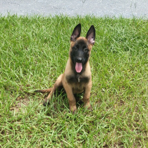Belgian Malinois Puppy Anne