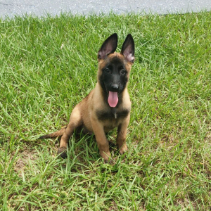 Belgian Malinois Puppy Anne