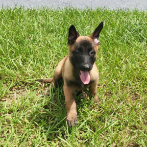 Belgian Malinois Puppy Anne