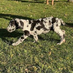 Great Dane Puppy Lisa