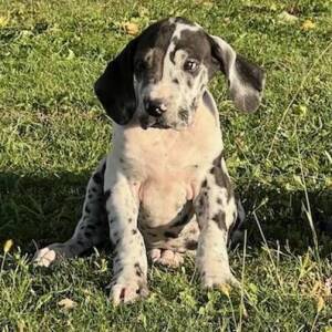 Great Dane Puppy Lisa