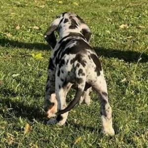 Great Dane Puppy Lisa
