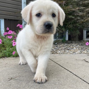 Labrador Retriever Puppy Odessa