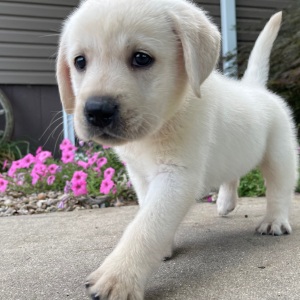 Labrador Retriever Puppy Odessa