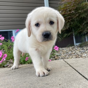 Labrador Retriever Puppy Odessa