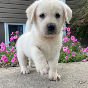 Labrador Retriever Puppy Odessa