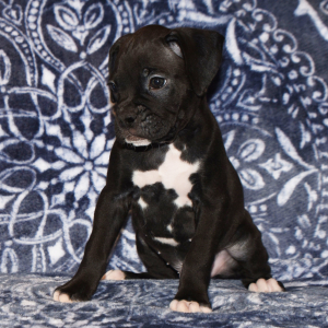Boxer Puppy Baxter