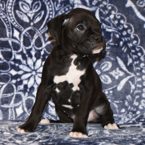 Boxer Puppy Baxter