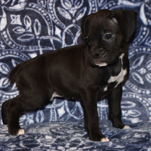 Boxer Puppy Baxter