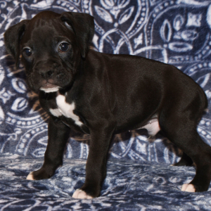 Boxer Puppy Baxter