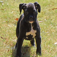 Boxer Puppy Baxter