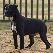 Boxer Puppy Baxter