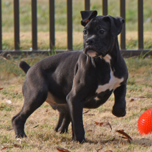 Boxer Puppy Baxter