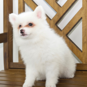 American Eskimo Dog Puppy Elise