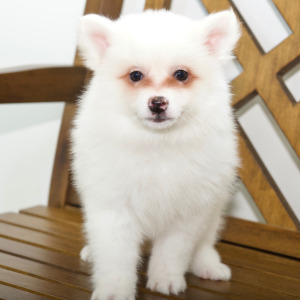 American Eskimo Dog Puppy Elise