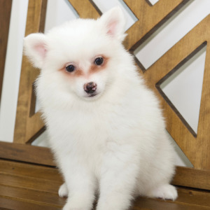 American Eskimo Dog Puppy Elise