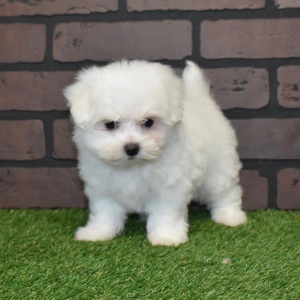 Maltese Puppy Ella