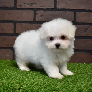Maltese Puppy Ella