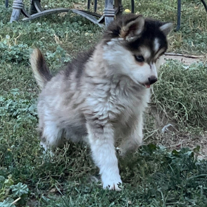 Pomsky Puppy Snickers