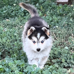 Pomsky Puppy Snickers