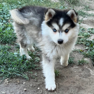 Pomsky Puppy Snickers
