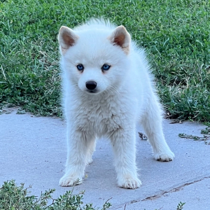 Pomsky Puppy Snow