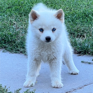 Pomsky Puppy Snow