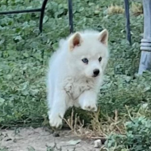 Pomsky Puppy Snow