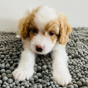 Aussiedoodle Puppy Sam