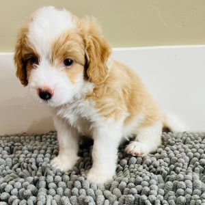 Aussiedoodle Puppy Sam