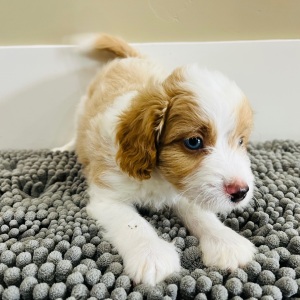 Aussiedoodle Puppy Sam