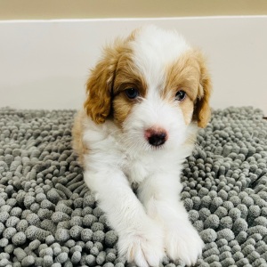 Aussiedoodle Puppy Sam