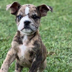 Olde English Bulldogge Puppy Finn