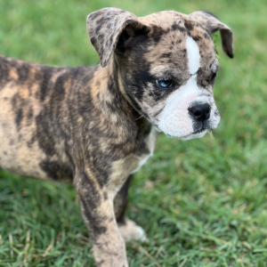 Olde English Bulldogge Puppy Finn