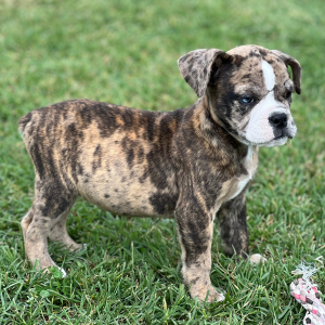 Olde English Bulldogge Puppy Finn