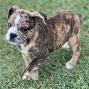 Olde English Bulldogge Puppy Finn