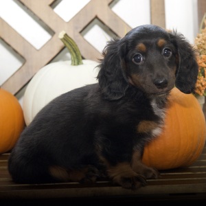 Dachshund Puppy Dawson