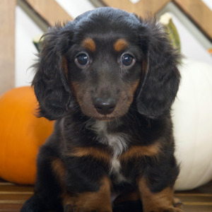 Dachshund Puppy Dawson