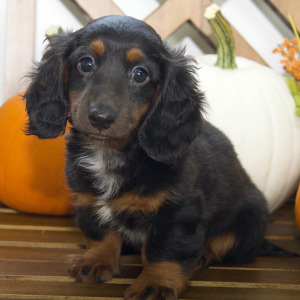 Dachshund Puppy Dawson
