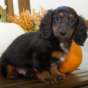 Dachshund Puppy Dawson