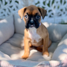 Boxer Puppy Iulia