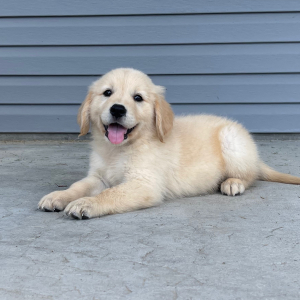 Golden Retriever Puppy Amanda