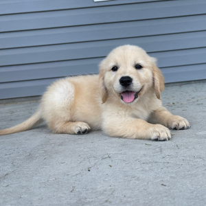 Golden Retriever Puppy Amanda